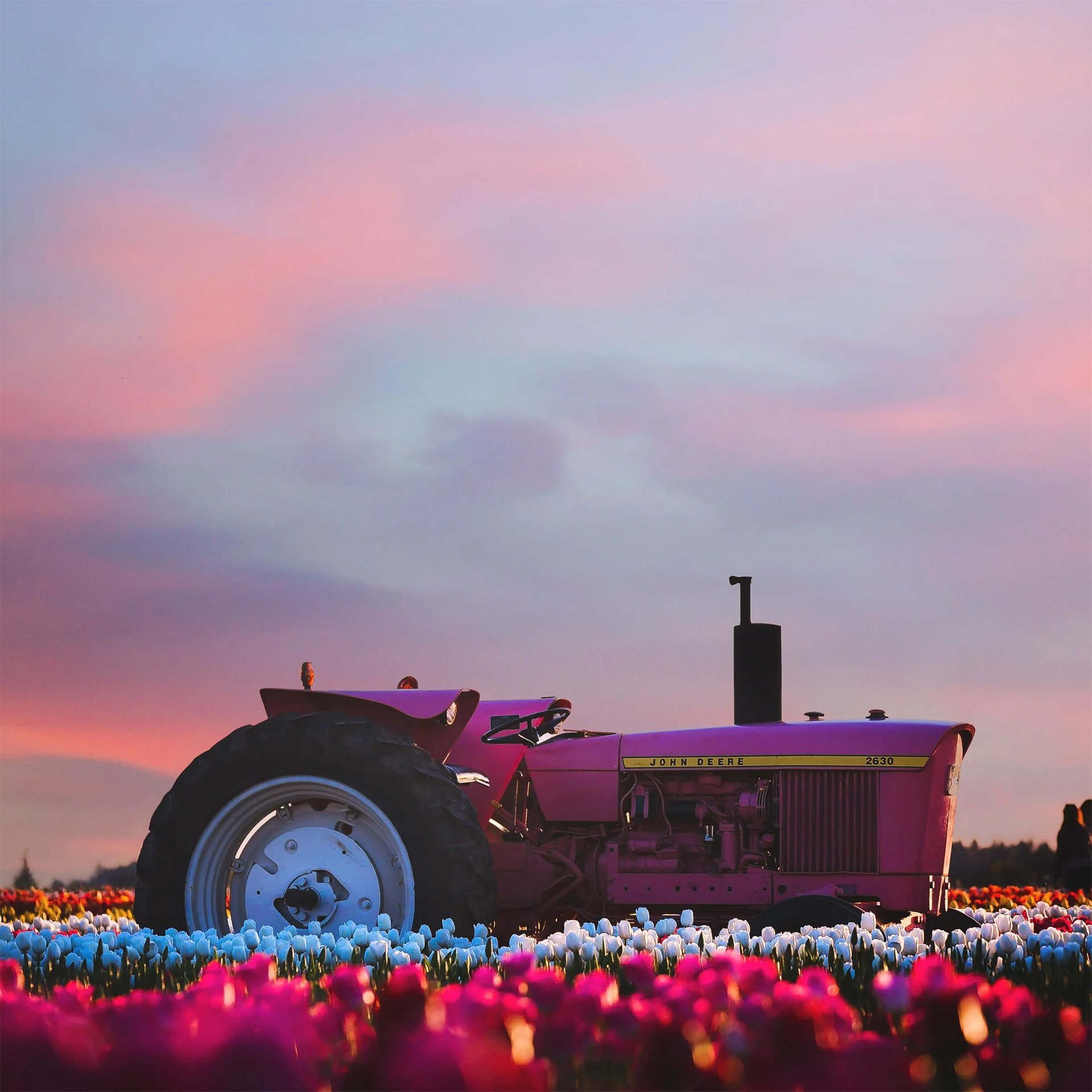 Pink tractor in a colorful tulip field at sunset with a dramatic pink and purple sky.